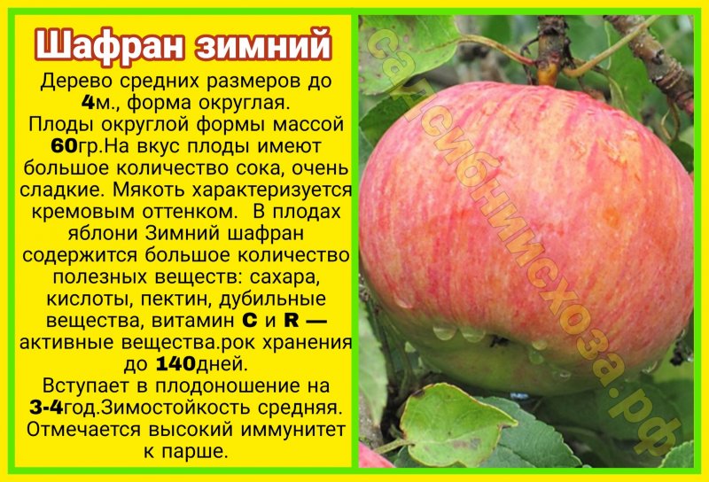 Яблоки Шафран Фото И Описание Сорта